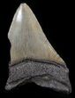 Partial, Megalodon Tooth #41807-1